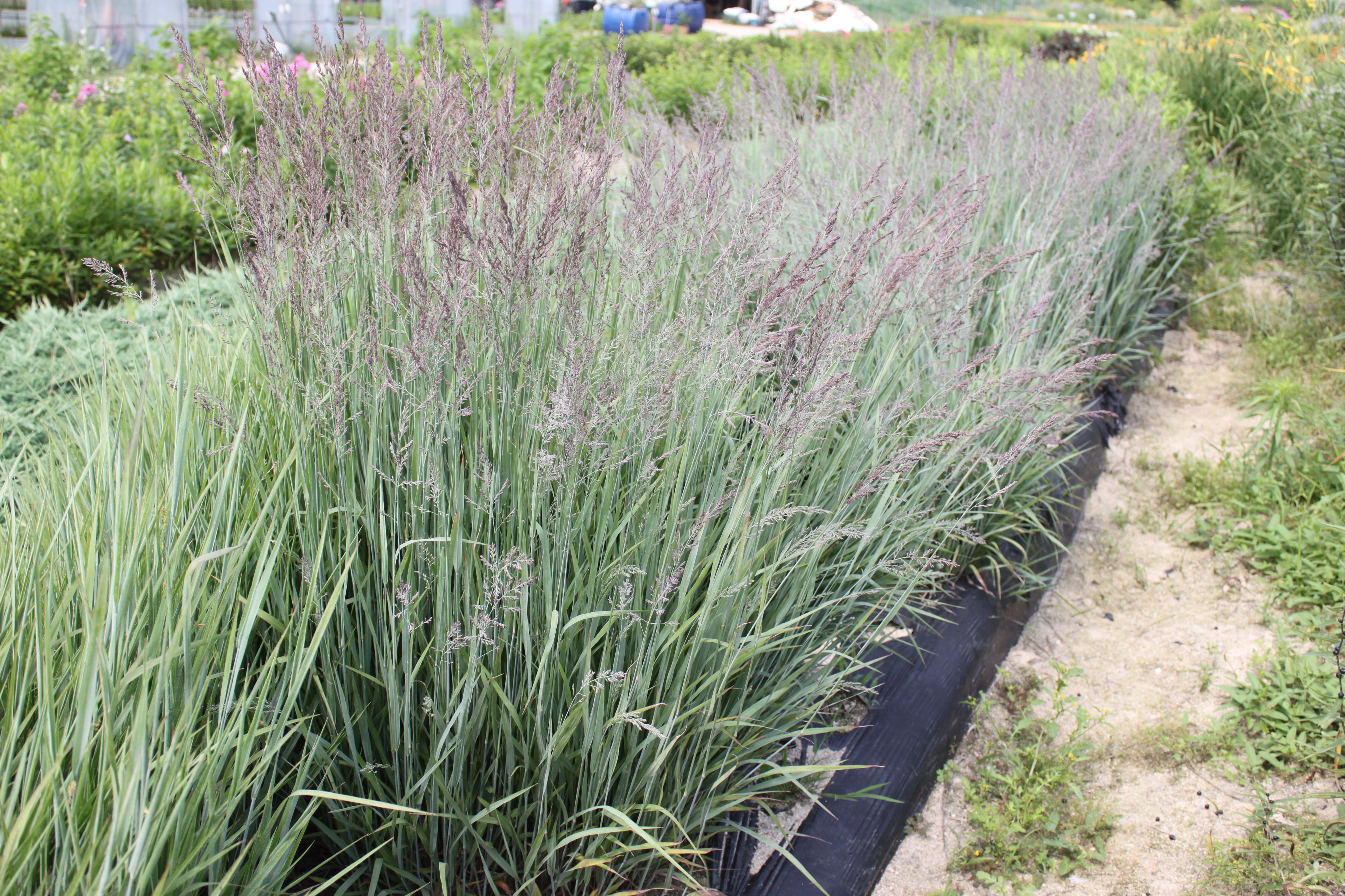 Arundinella hirta ‘Blue Mountain'